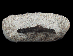 Orodus shark tooth | Buried Treasure Fossils