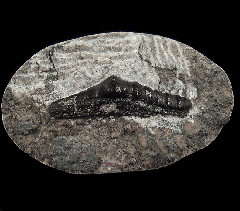 Orodus tooth | Buried Treasure Fossils