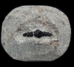 Orodus tooth for sale | Buried Treasure Fossils