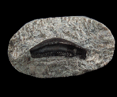 Lagarodus tooth | Buried Treasure Fossils
