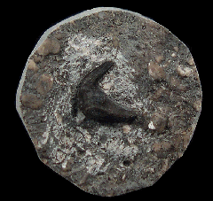 Phoebodus tooth | Buried Treasure Fossils