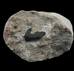 Phoebodus sp. tooth