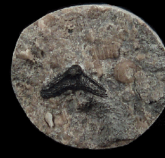 Venustodus tooth | Buried Treasure Fossils
