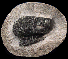 Deltodus sp.