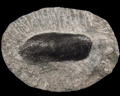 Deltodus sp.