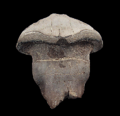 Petalodus alleghaniensis tooth | Buried Treasure Fossils