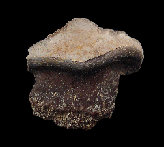 Petalodus alleghaniensis