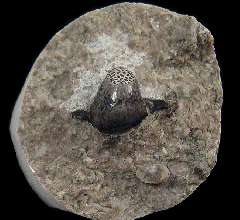 Helodus appendiculatus