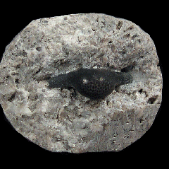 Helodus appendiculatus