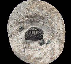 Helodus appendiculatus