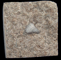 Helodus appendiculatus