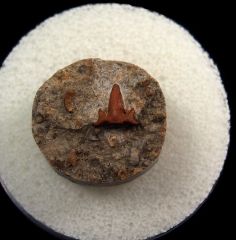 Symmorium tooth for sale | Buried Treasure Fossils