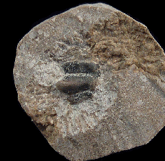 Helodus sp. tooth cluter