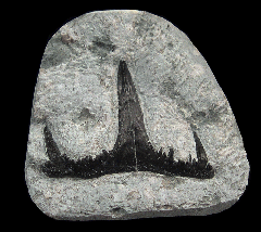Saivodus striatus tooth | Buried Treasure Fossils