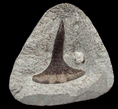Helodus appendiculatus