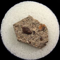 Helodus didymus tooth | Buried Treasure Fossils