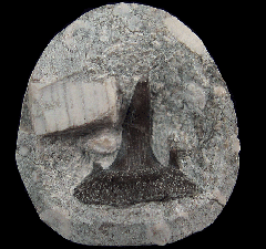 Symmorium tooth