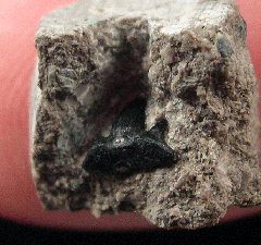 Helodus appendiculatus