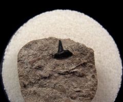 Indiana Symmorium reniforme tooth for sale | Buried Treasure Fossils