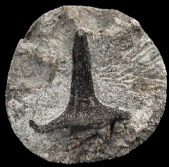 Helodus appendiculatus