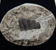 Helodus appendiculatus