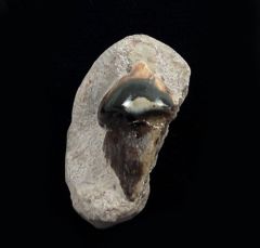 Peripristis semicircularis