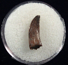 恐竜の歯 [DS398] パロニコドン 化石 希少 Paronychodon Large Paronychodon tooth for sale | Buried Treasure Fossils