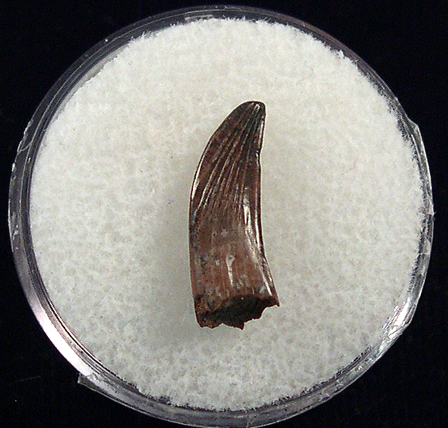 Large Paronychodon tooth for sale | Buried Treasure Fossils