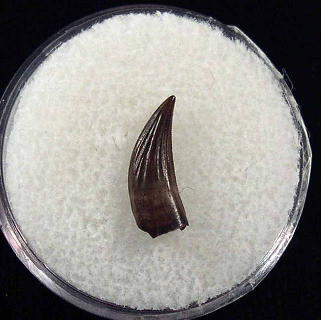 Hell Creek Paronychodon tooth for sale | Buried Treasure Fossils
