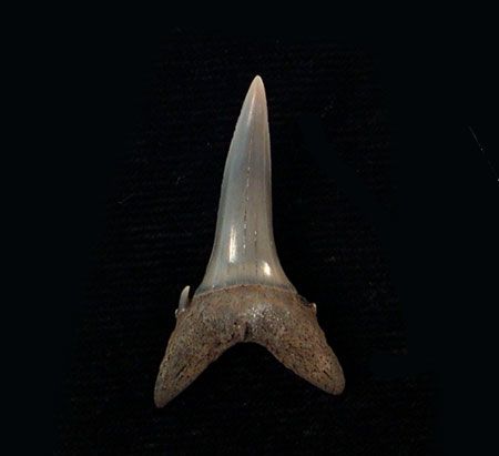 Carcharias acutissima from Netherlands for sale | Buried Treasure