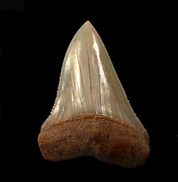 Carcharodon carcharias
