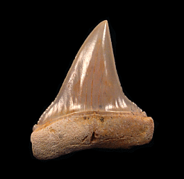 Chilean Carcharodon hubbelli tooth for sale Buried Treasure Fossils