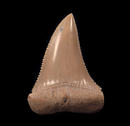 Gem Chilean Great White shark tooth for sale | Buried Treasure Fossils