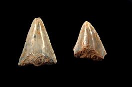 Rare megalodon tooth from Sumatra for sale | Buried Treasure Fossils