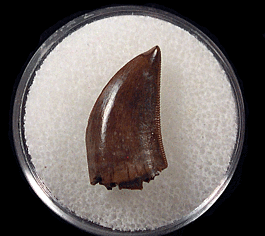 Top quality Albertosaurus tooth for sale | Buried Treasure Fossils