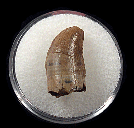 Canadian Albertosaurus tooth for sale | Buried Treasure Fossils