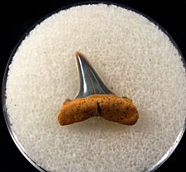 Carcharias cuspidata Germany 264