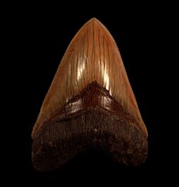 Otodus megalodon Indonesia