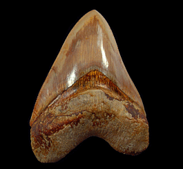 Nice Indonesia Megalodon tooth for sale | Buried Treasure Fossils