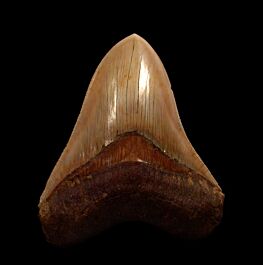 Indonesian Otodus megalodon for sale | Buried Treasure Fossils