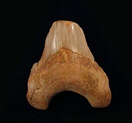 Carcharocles auriculatus
