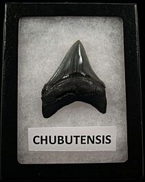 Cheap Megalodon tooth for sale | Buried Treasure Fossils