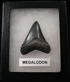 Excellent SC Megalodon shark tooth for sale | Buried Treasure Fossils