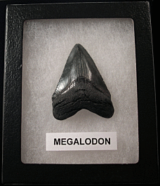 Killer SC Megalodon shark teeth for sale | Buried Treasure Fossils