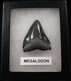 Authentic Florida Megalodon tooth for sale | Buried Treasure Fossils
