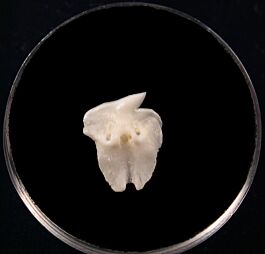 Greenland Sleeper shark tooth | Buried Treasure Fossils