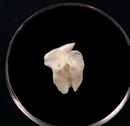 Greenland shark tooth for sale | Buried Treasure Fossils