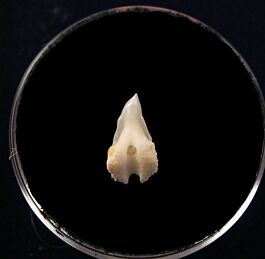 Greenland upper jaw shark tooth for sale| Buried Treasure Fossils