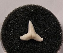 Real modern Lemon shark tooth for sale | Buried Treasure Fossils
