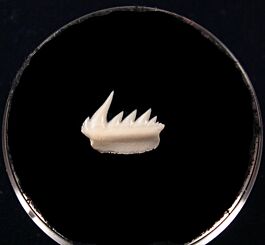 Sharpnose Sevengill shark tooth | Buried Treasure Fossils